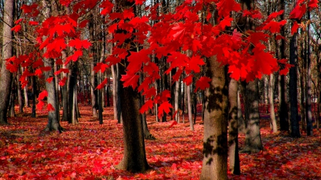 Red autumn maple leaves - branches, autumn, trees, falling, park, foliage, fall, maple, forest, red, beautiful, leaves