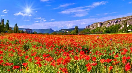 Sunny puppy field - pretty, poppies, sunny, summer, beautfiul, meadow, field, sky, carlet, sunshine, lovely, freshness, dazzling, glow, rays, country, rocks