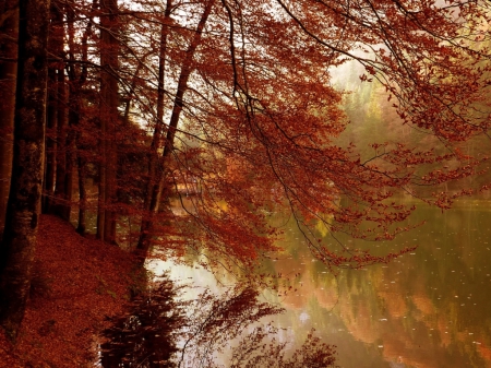 Morning Autumn - lake, autumn, trees, reflection, forest, river