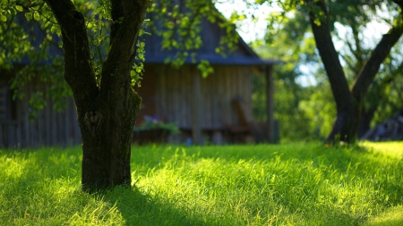 Serenity - sunlight, trees, nature, porch, grass