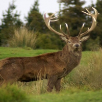 big red stag