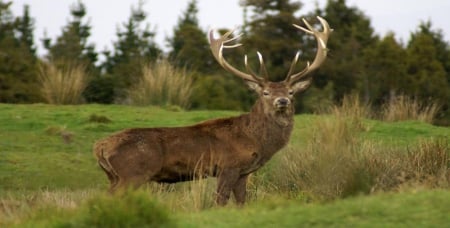 big red stag - trees, tussock, deer, grassland, stag