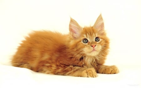 Beautiful Maine Coon Cat - maine, coon, cat, kitty