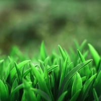 Green Grass Up Close