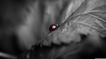 ladybug on a leaf - insect, leaf, red, ladybug