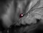 ladybug on a leaf