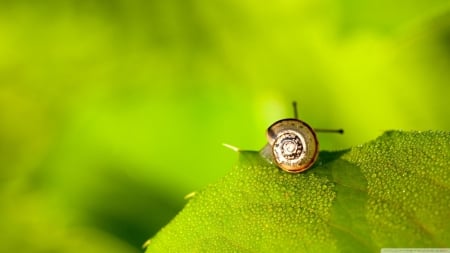 snail on leaf - insect, green, leaf, snail