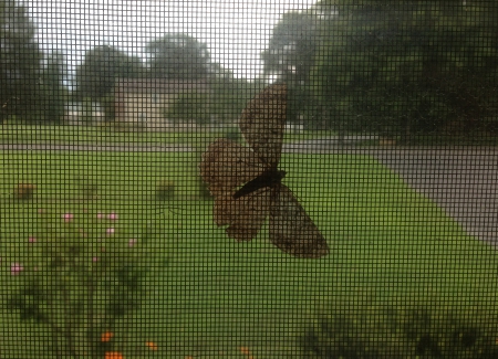 Moth Prints - evening, butterfly, screen window, moth