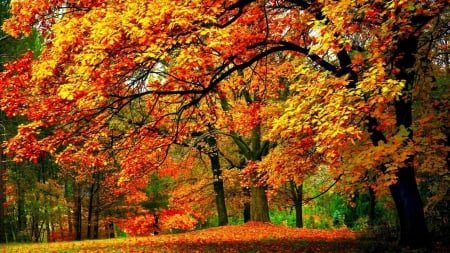 Early autumn - early, autumn, trees, park, lovely, foliage, nature, fall, forest, beautiful, leaves