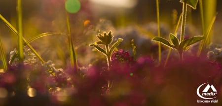 Wilderness - nature, field, flowers, wilderness