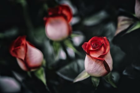 Buds of roses - buds, red, beautiful, petals, flowers, rose