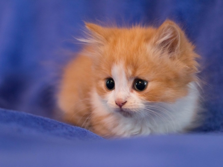 cute kitten - cats, animals, cute, kitten