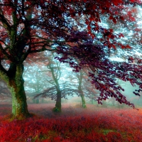 Red Forest