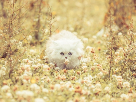 white fluffy in the fall garden - white, garden, cats, kitty, animals, fluffy