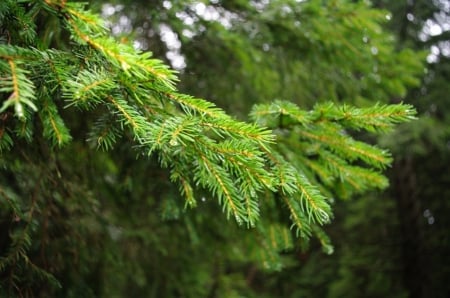 Fir Tree - brad, cetina, verde, de