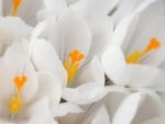 White Crocuses