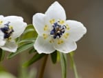 White Flowers