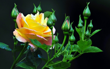 Rose - flowers, rose, yellow, green