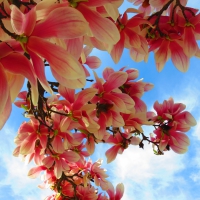 Magnolia Blossoms