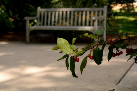 Relaxing Park Scene - park bench, relaxing, tranquil, serene, bench, Relaxing Park Scene, peaceful