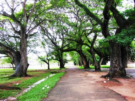 Green Trees in Park - trees, nature, park, green