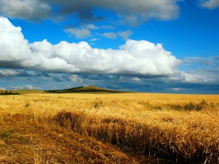 Clouds over Wheat Field - nature, sky, wheat field, clouds