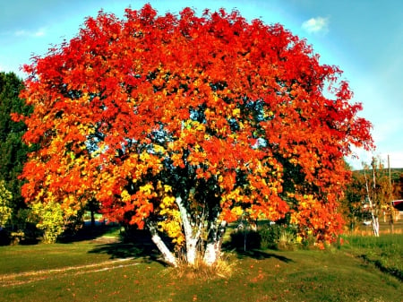 Fall Colors - red, landscape, leaves, tree, colors, autumn