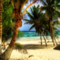 Palm Trees on Beach