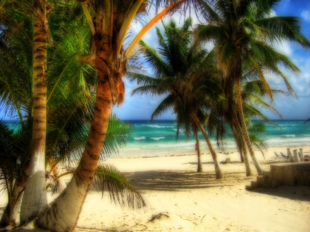 Palm Trees on Beach - nature, beaches, palm trees, trees, palms