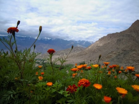 Flowers on top of Mountain - flowers, clouds, mountains, nature