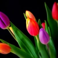 Tulips