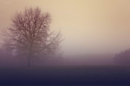 A misty morning - autumn, landscape, winter, wallpaper, field, mist, spring, nature, fog, tree, scene