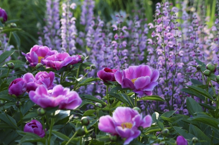 Purple Nature - nature, purple, field, flowers, outdoor