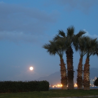 Full Moon and Palm Trees