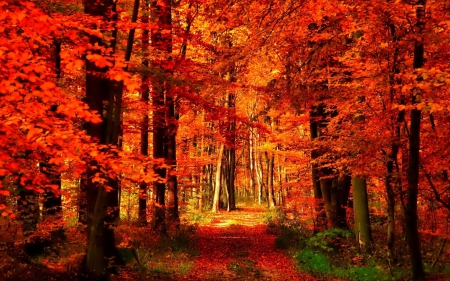 Autumn Forest - fall, trees, leaves, colors, path