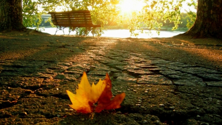 â¦autumn leafâ¦ - the light, a bench, wallpaper, autumn leaves