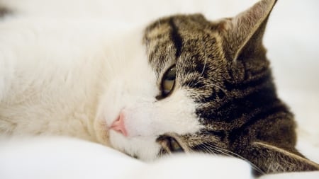 sleepy cat - cute, feline, cat, sleepy