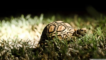 turtle - turtle, shell, grass, green