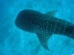 whale shark