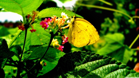 yellow butterfly on flower - leaf, yellow, butterfly, green