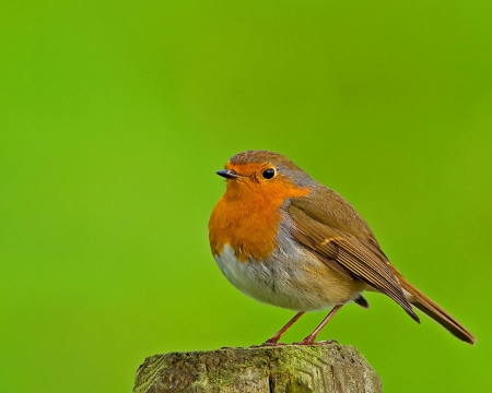 american robin - bird, robin, orange