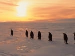 arctic penguins