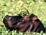 hippopotamus