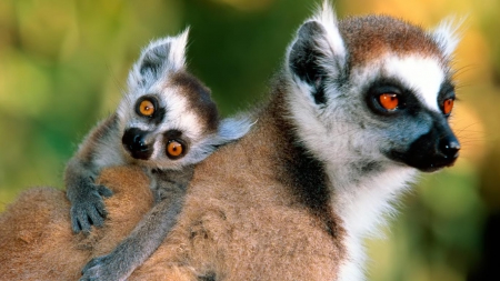 lemurs - child, cute, lemur, mother