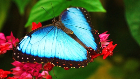 beautiful blue butterfly - red, flower, butterfly, blue