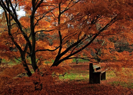 Autumn Glory - nature, season, sky, autumn, trees, park, bench, grass