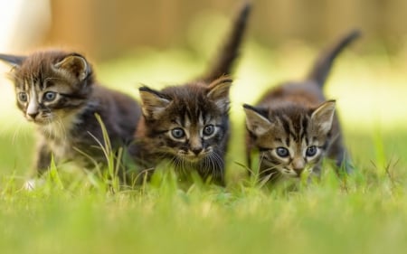 cute kittens in the garden - kittens, animals, cats, cute, garden