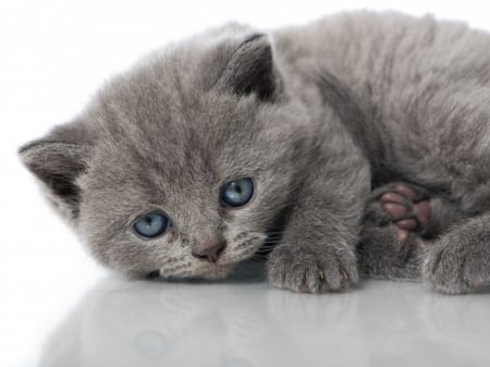 cute grey kitten - cats, animals, cute, kitten, grey