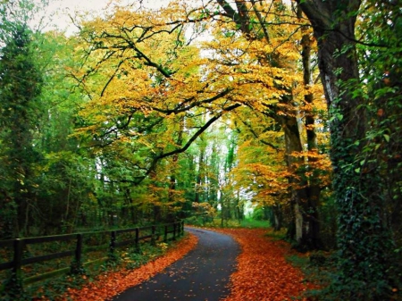 Autumn Woodland - woodland, colours, ireland, autumn