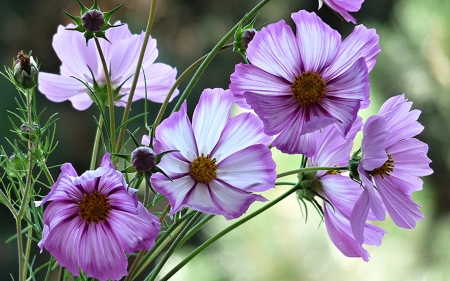 Purple - flowers, beautiful, purple, nature